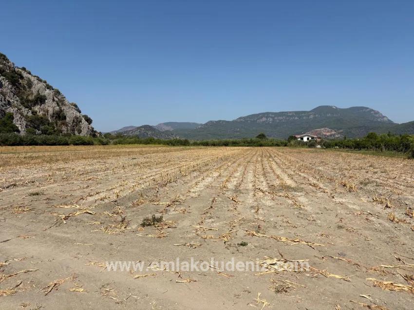 Feld Zu verkaufen in Dalyan Bz. Ortaca - Feld-Zonierung - 20.786 m²