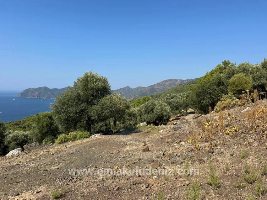 Feld Zu verkaufen in Çandır Bz. Köyceğiz - Feld-Zonierung - 21.000 m²