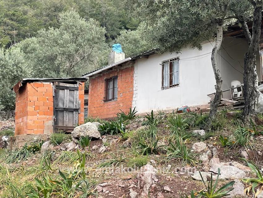 Feld Zu verkaufen in Ekincik Bz. Köyceğiz - Olive-Zonierung - 7.000 m²