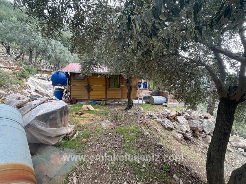 Feld Zu verkaufen in Ekincik Bz. Köyceğiz - Olive-Zonierung - 7.000 m²
