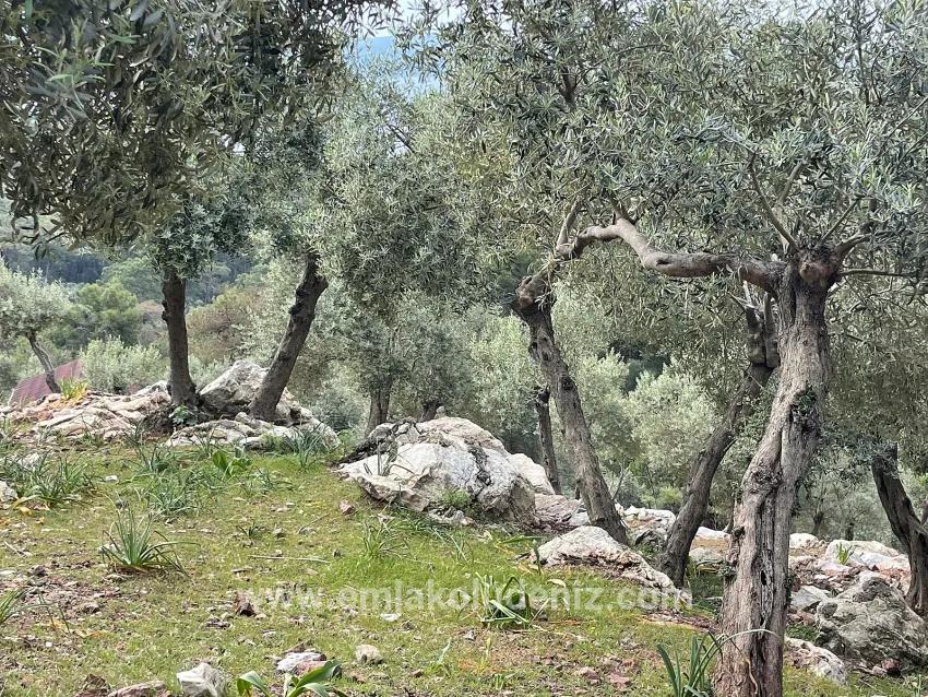Feld Zu verkaufen in Ekincik Bz. Köyceğiz - Olive-Zonierung - 7.000 m²