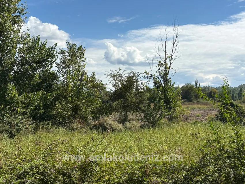 Feld Zu verkaufen in Zeytinalanı Bz. Köyceğiz - Feld-Zonierung - 10.500 m²