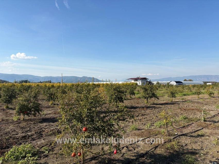 21500 M² Großer Granatapfelgarten In Eskiköy Zu Verkaufen