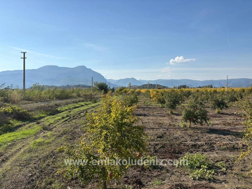 21500 M² Großer Granatapfelgarten In Eskiköy Zu Verkaufen
