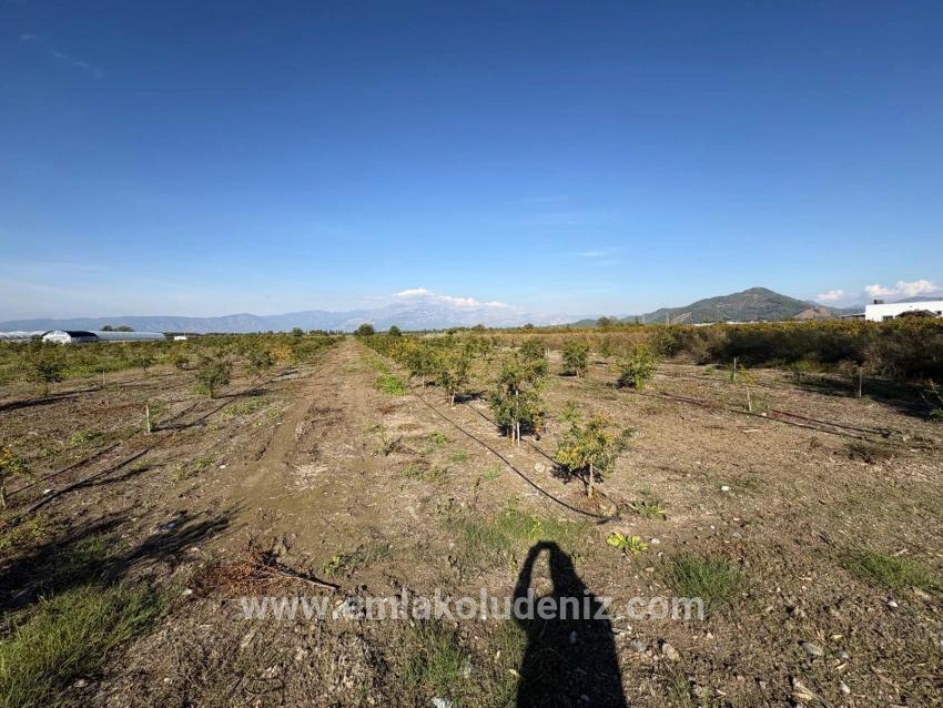 21500 M² Großer Granatapfelgarten In Eskiköy Zu Verkaufen