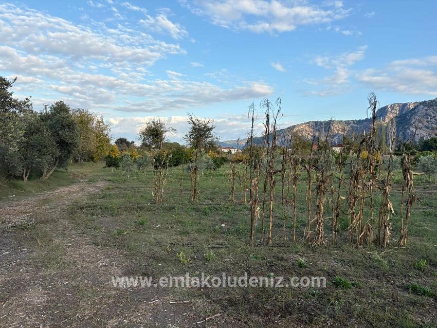 7.450 M² Großes Grundstück In Dalyan Mit 5%iger Zonierung Zu Verkaufen.