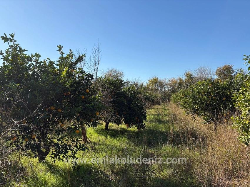 4.541 M² Großer Garten Zum Verkauf In Dalyan.