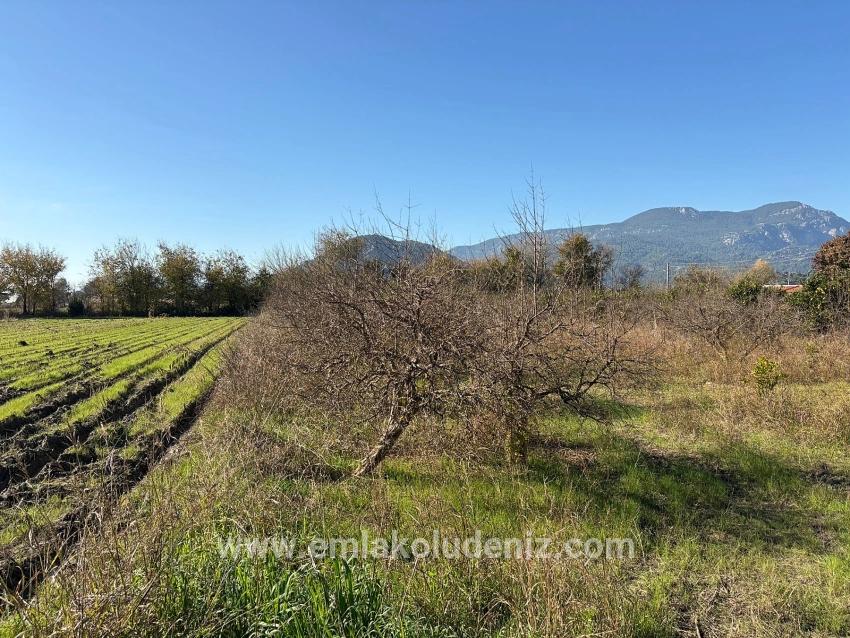 4.541 M² Großer Garten Zum Verkauf In Dalyan.