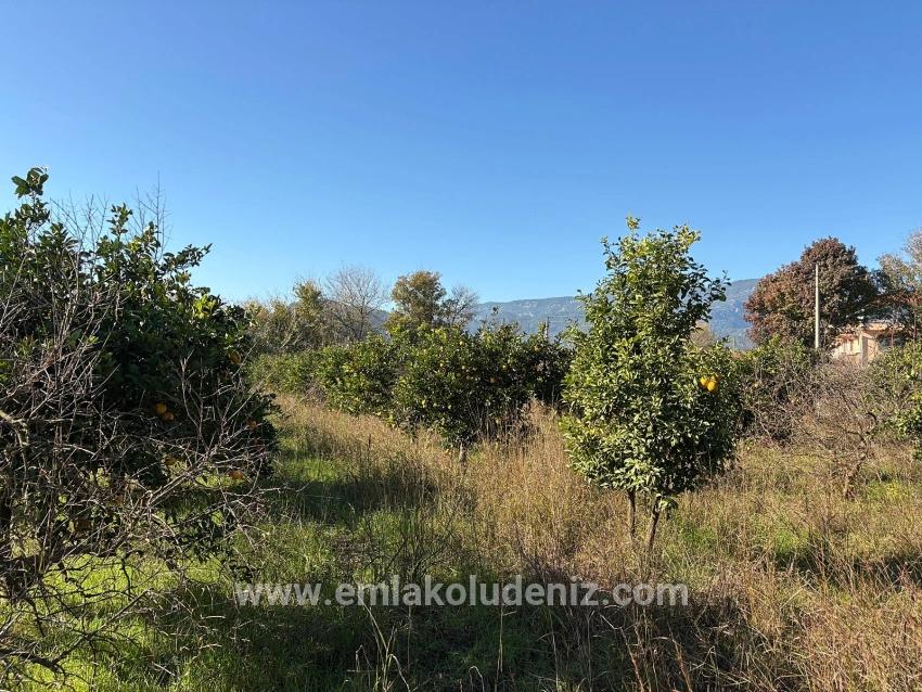 4.541 M² Großer Garten Zum Verkauf In Dalyan.