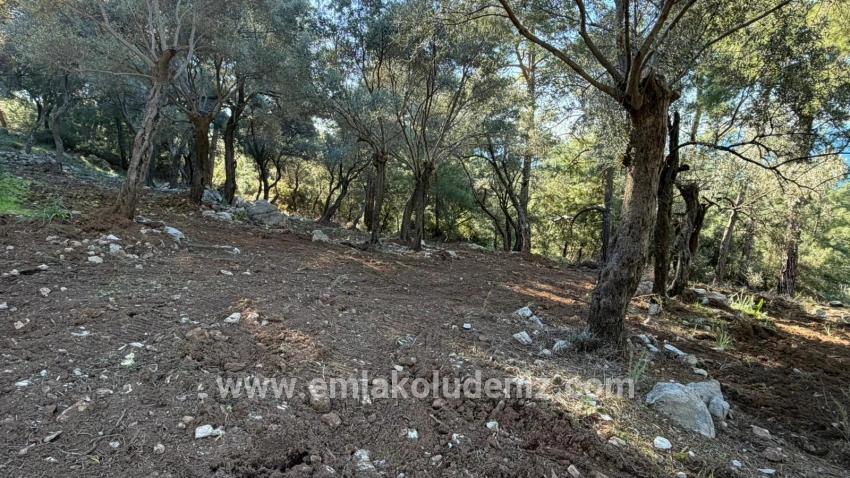 Feld Zu verkaufen in Çandır Bz. Köyceğiz - Gehäuse-Zonierung - 5.715 m²
