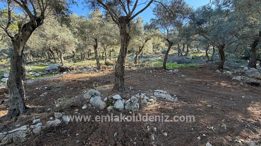 2b-feld Von 5715 M2 Zum Verkauf Mit Vollem Meerblick In Çandır