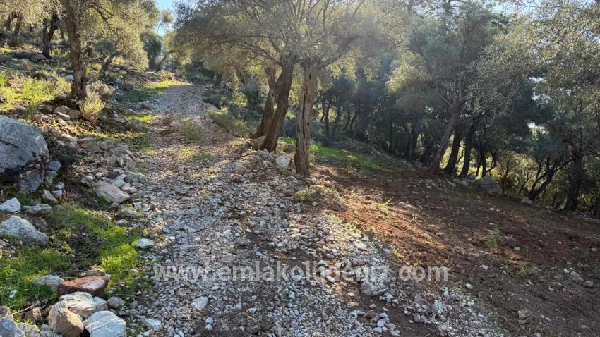 2b-feld Von 5715 M2 Zum Verkauf Mit Vollem Meerblick In Çandır