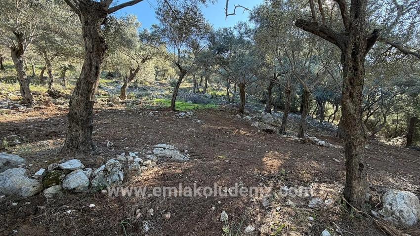 Feld Zu verkaufen in Çandır Bz. Köyceğiz - Gehäuse-Zonierung - 5.715 m²
