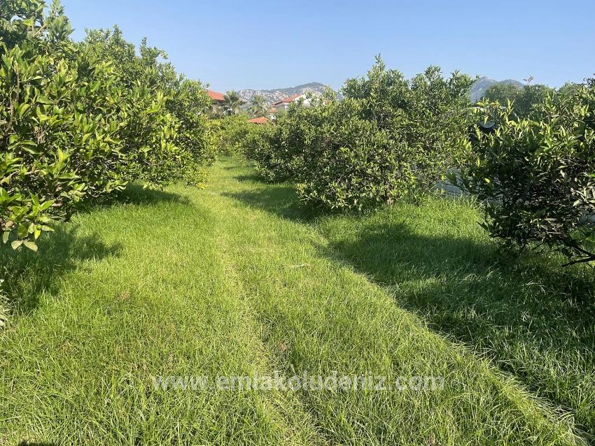 722m2 Grundstück Zum Verkauf In Dalyan Gülpınar
