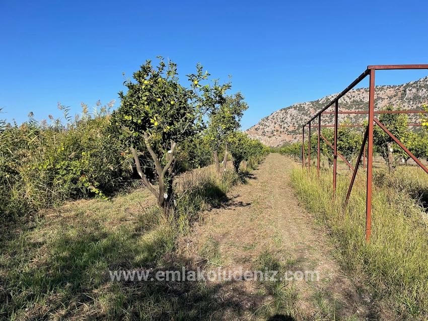 6600 M² Großes Grundstück In Der Nähe Des Zentrums Von Dalyan Zu Verkaufen.