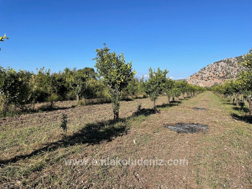 6600 M² Großes Grundstück In Der Nähe Des Zentrums Von Dalyan Zu Verkaufen.