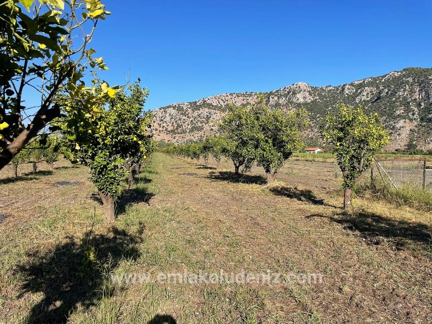 6600 M² Großes Grundstück In Der Nähe Des Zentrums Von Dalyan Zu Verkaufen.