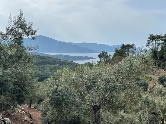 Köyceğiz Ekincik mit Meerblick 7.000m2 2b zu verkaufen Olivenhain