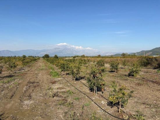 21500 M² Großer Granatapfelgarten In Eskiköy Zu Verkaufen