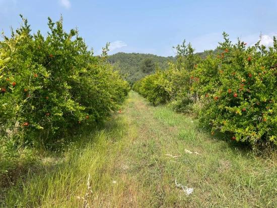 7800 M² Großes Grundstück Zum Verkauf In Gökbel, Neben Der Iztuzu Beach Road