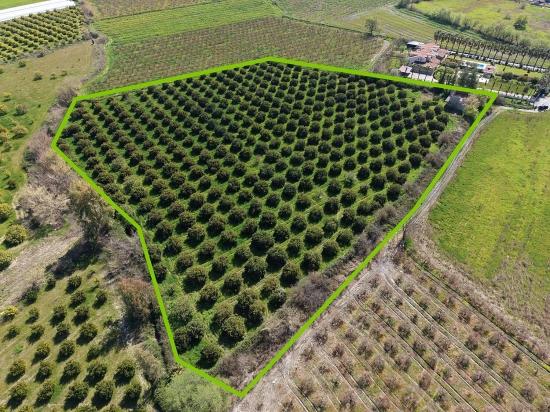 17.550 M2 Weinberg-bahce Zum Verkauf In Der Nähe Des Dalyan Centers