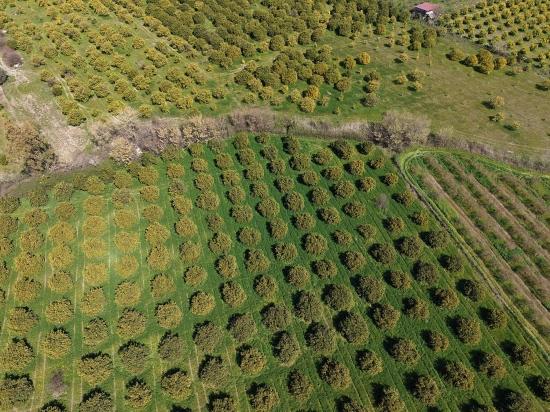 17.550 M2 Weinberg-bahce Zum Verkauf In Der Nähe Des Dalyan Centers