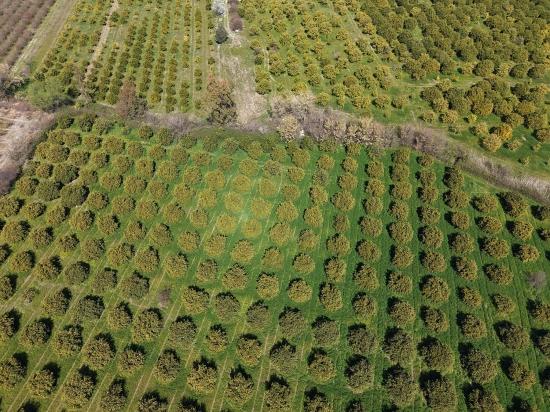 17.550 M2 Weinberg-bahce Zum Verkauf In Der Nähe Des Dalyan Centers