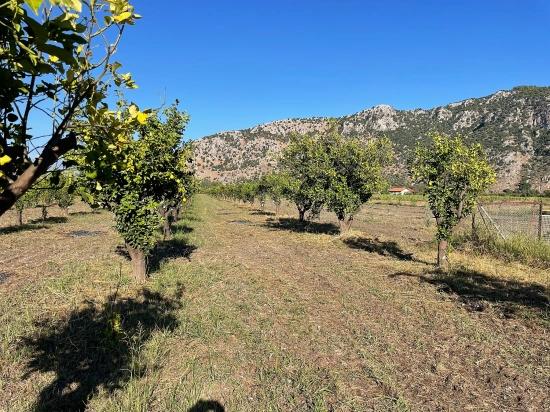 6600 M² Großes Grundstück In Der Nähe Des Zentrums Von Dalyan Zu Verkaufen.