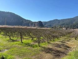 Land Zu verkaufen in Dalyan Bz. Ortaca - Gehäuse-Zonierung - 5.985 m²