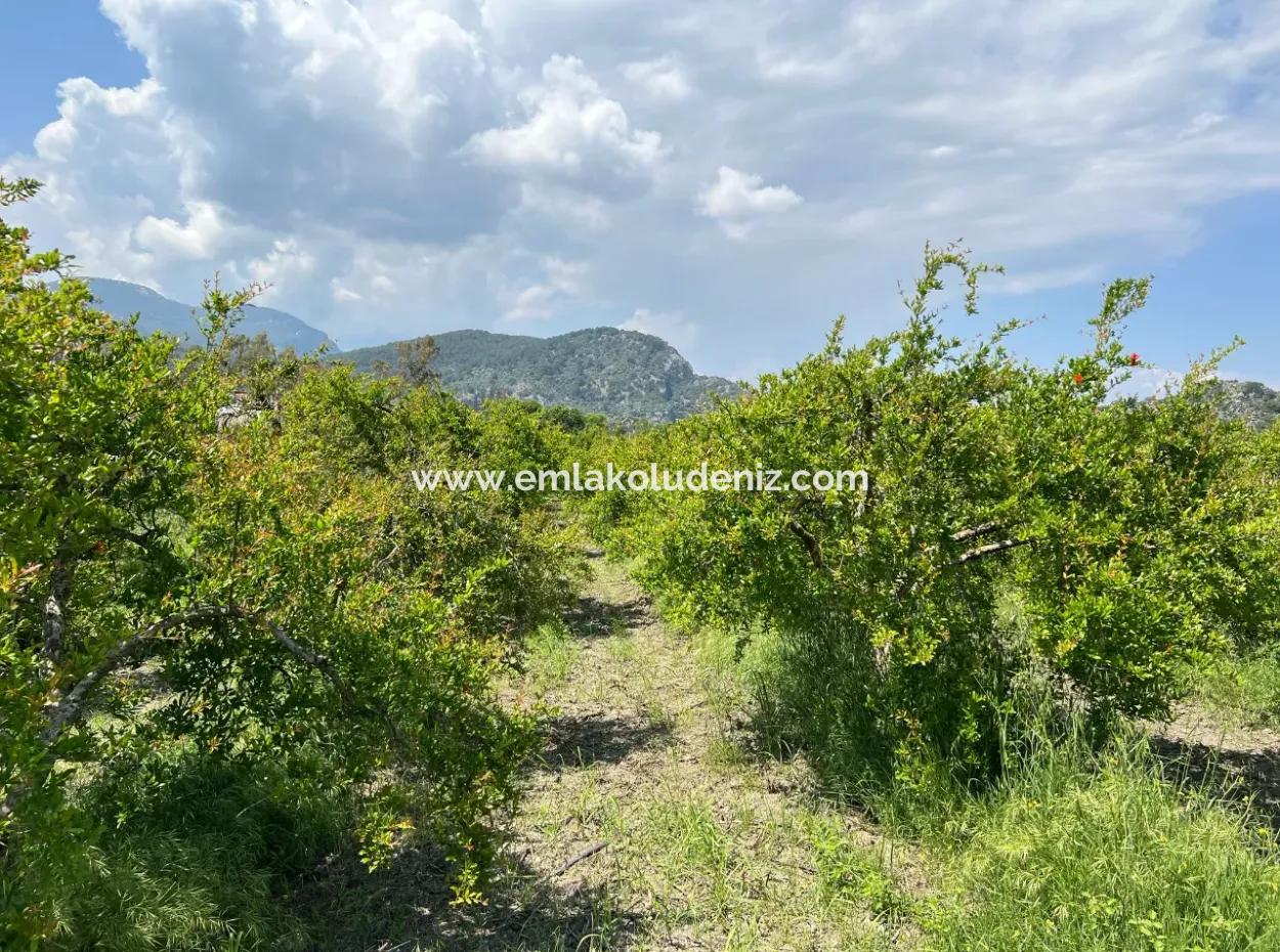 5.100 M2 Land Zum Verkauf In Der Gegend Von Dalyan Maraş Mit 5% Wohnzone