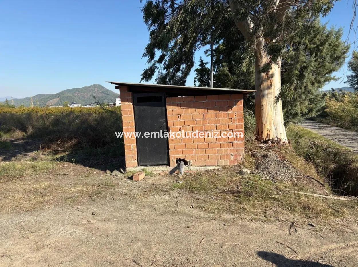 21500M2 Granatapfelgarten Zum Verkauf In Eskiköy