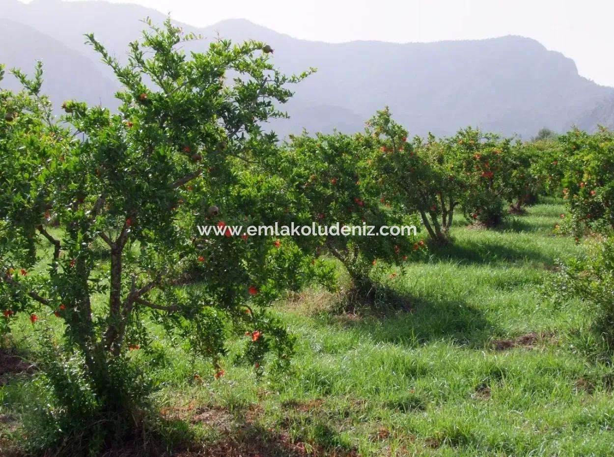 Merkez Dalyan Iztuzu See-Garten-Villa Zum Verkauf