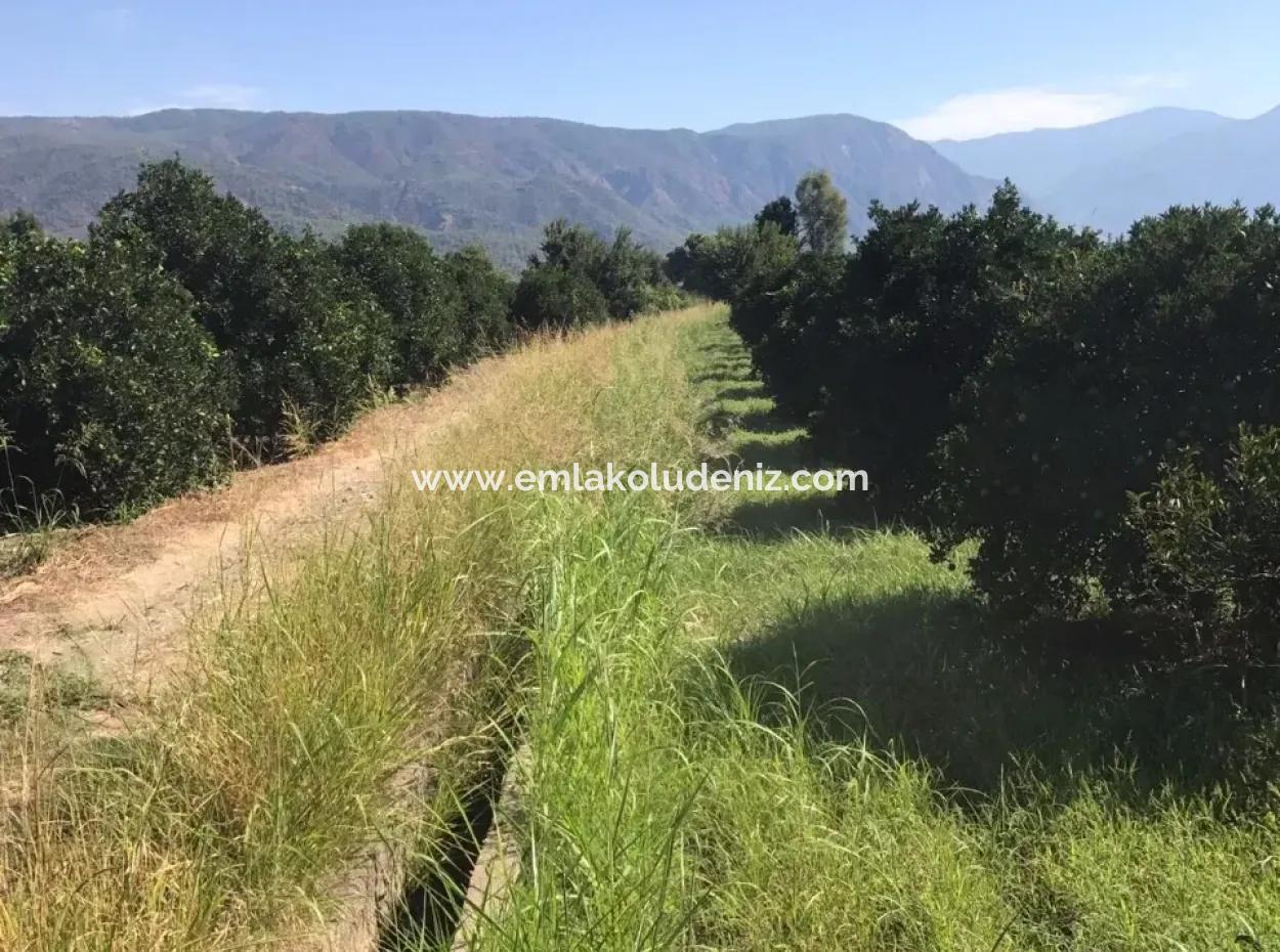 Garten Grundstück Mit Garten Zum Verkauf In Köyceğiz Zum Verkauf In Dogusbelen Dogusbelen Narenc