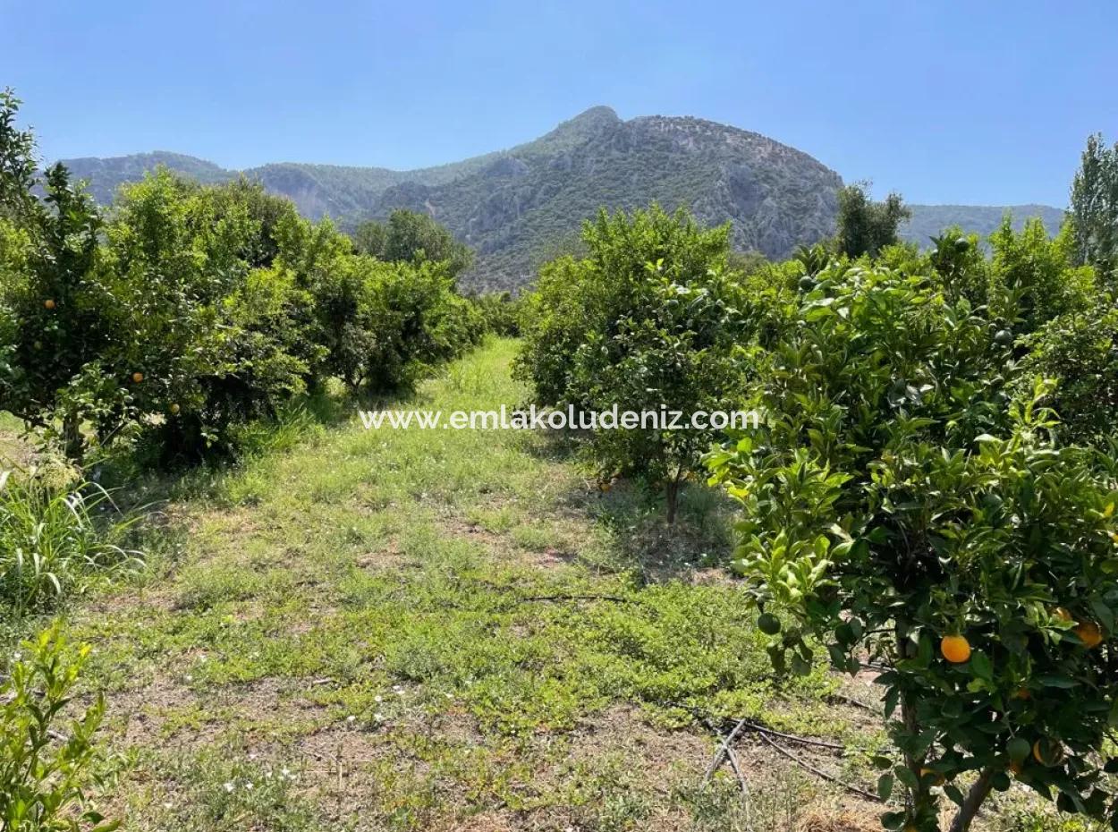 19-Zimmer-Hotel Zum Verkauf Auf 7.500 M2 Grundstück In Dalyanda