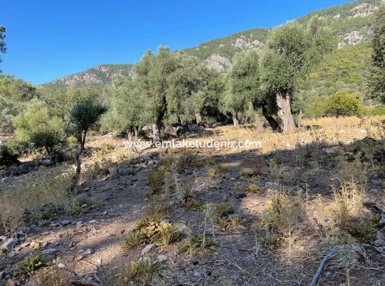 2620M2 Grundstück Zum Verkauf Mit Meerblick Von Çandir