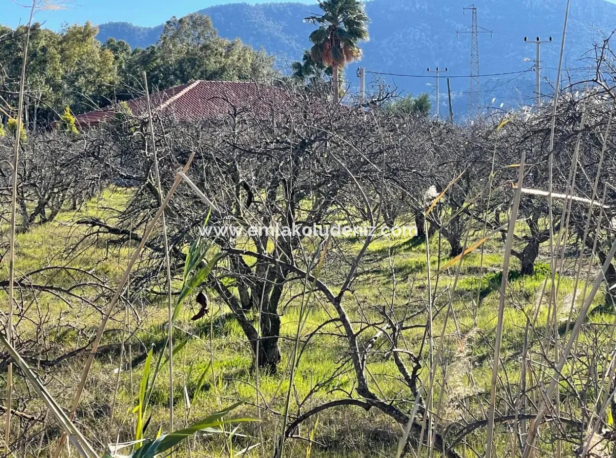 Dalyan Iztuzu Road Zero 5216M2 Feldgrundstück Zum Verkauf