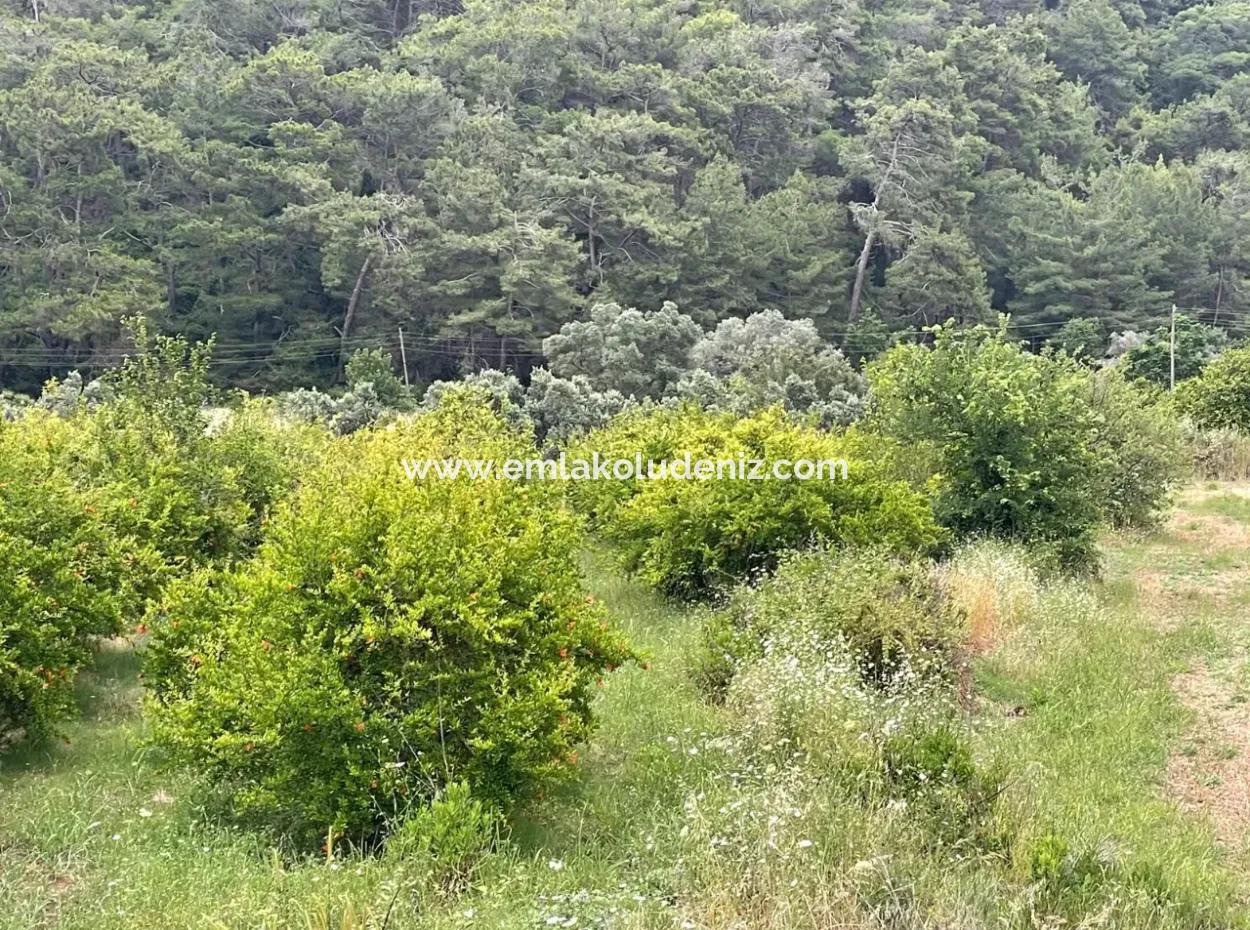 Gökbelde 14.000M2 Feld Zu Verkaufen