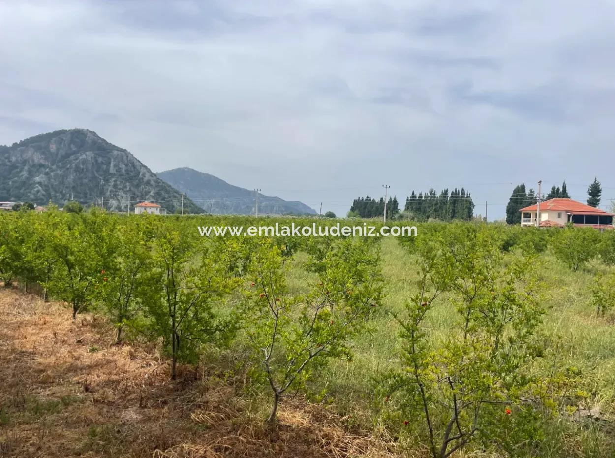 Feld Zu Verkaufen 6500M2 In Dalyan