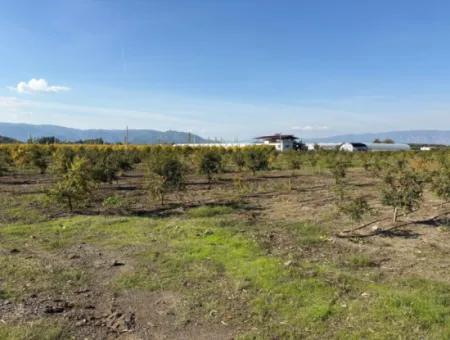 21500M2 Granatapfelgarten Zum Verkauf In Eskiköy