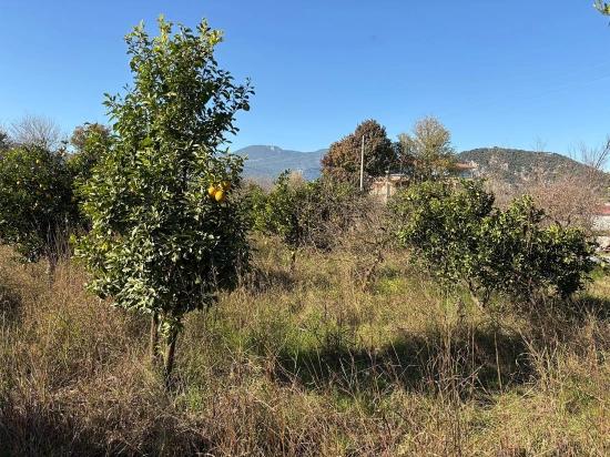 4.541 M² Großer Garten Zum Verkauf In Dalyan.