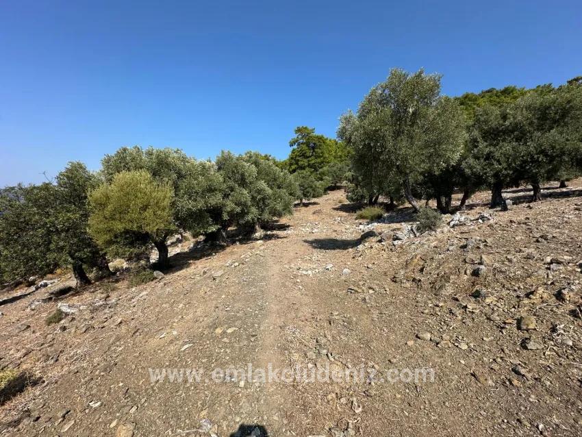 Field For sale in Çandır Nbh. Köyceğiz - Field Zoned - 21.000 m²