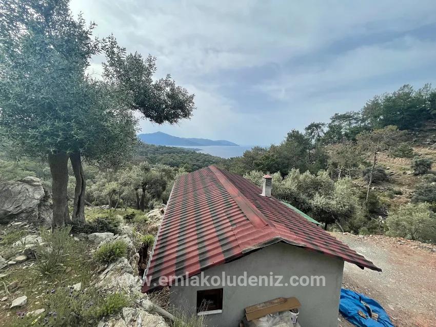 Field For sale in Ekincik Nbh. Köyceğiz - Olive Zoned - 7.000 m²