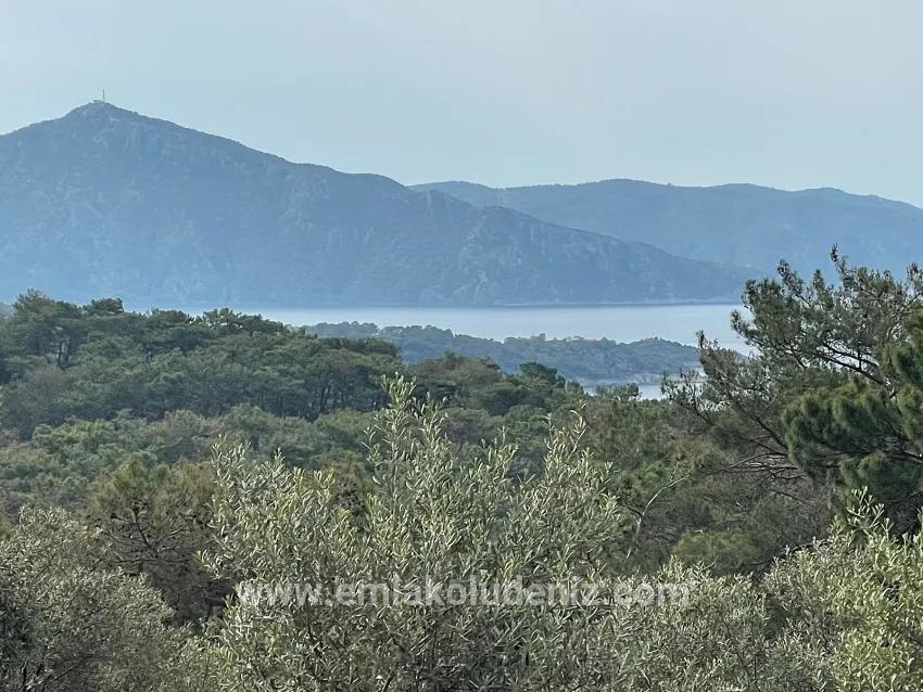 Field For sale in Ekincik Nbh. Köyceğiz - Olive Zoned - 7.000 m²