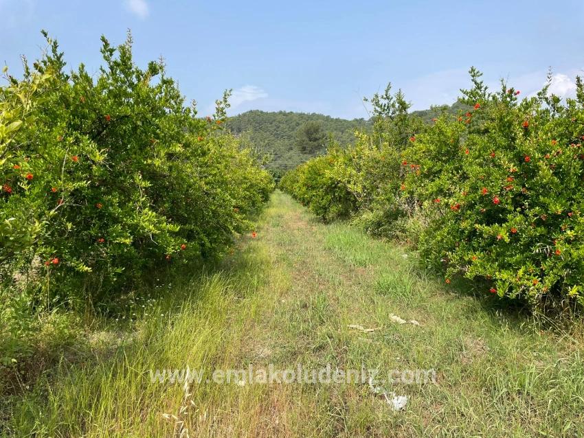 7800m2 Land For Sale In Gökbel, Next To Iztuzu Beach Road