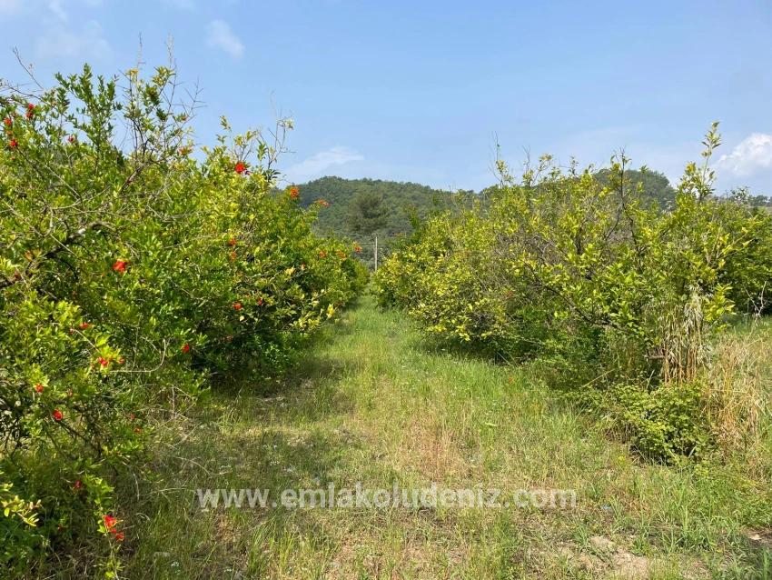 7800m2 Land For Sale In Gökbel, Next To Iztuzu Beach Road