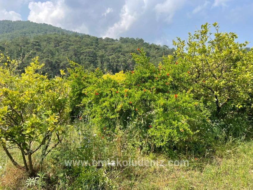 7800m2 Land For Sale In Gökbel, Next To Iztuzu Beach Road