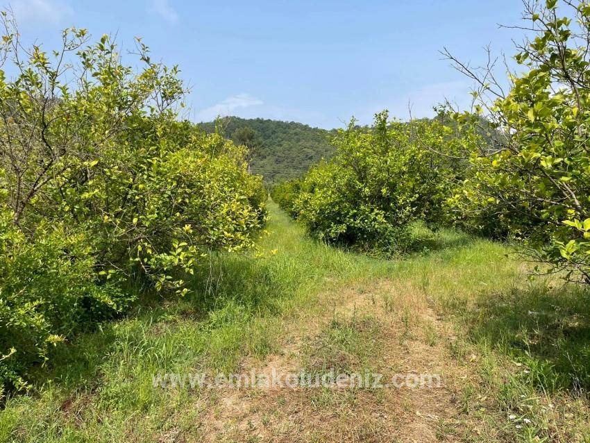 7800m2 Land For Sale In Gökbel, Next To Iztuzu Beach Road