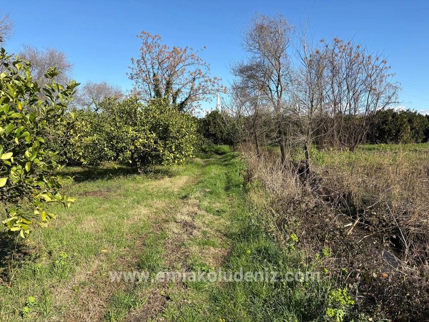 Lemon Orchard For Sale In Dalyan, 16,500 M²