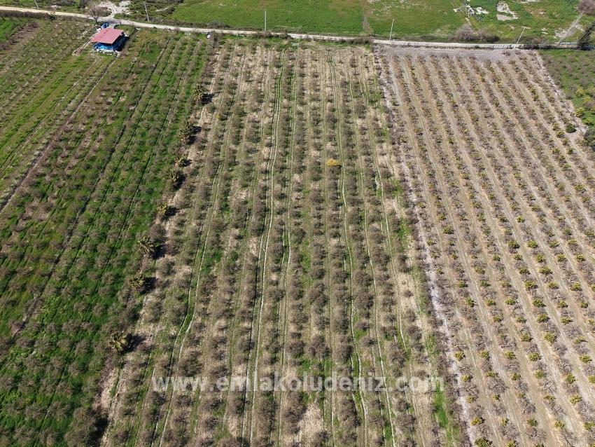 16.710m2 Pomegranate Garden For Sale With Lake View In Eskiköy