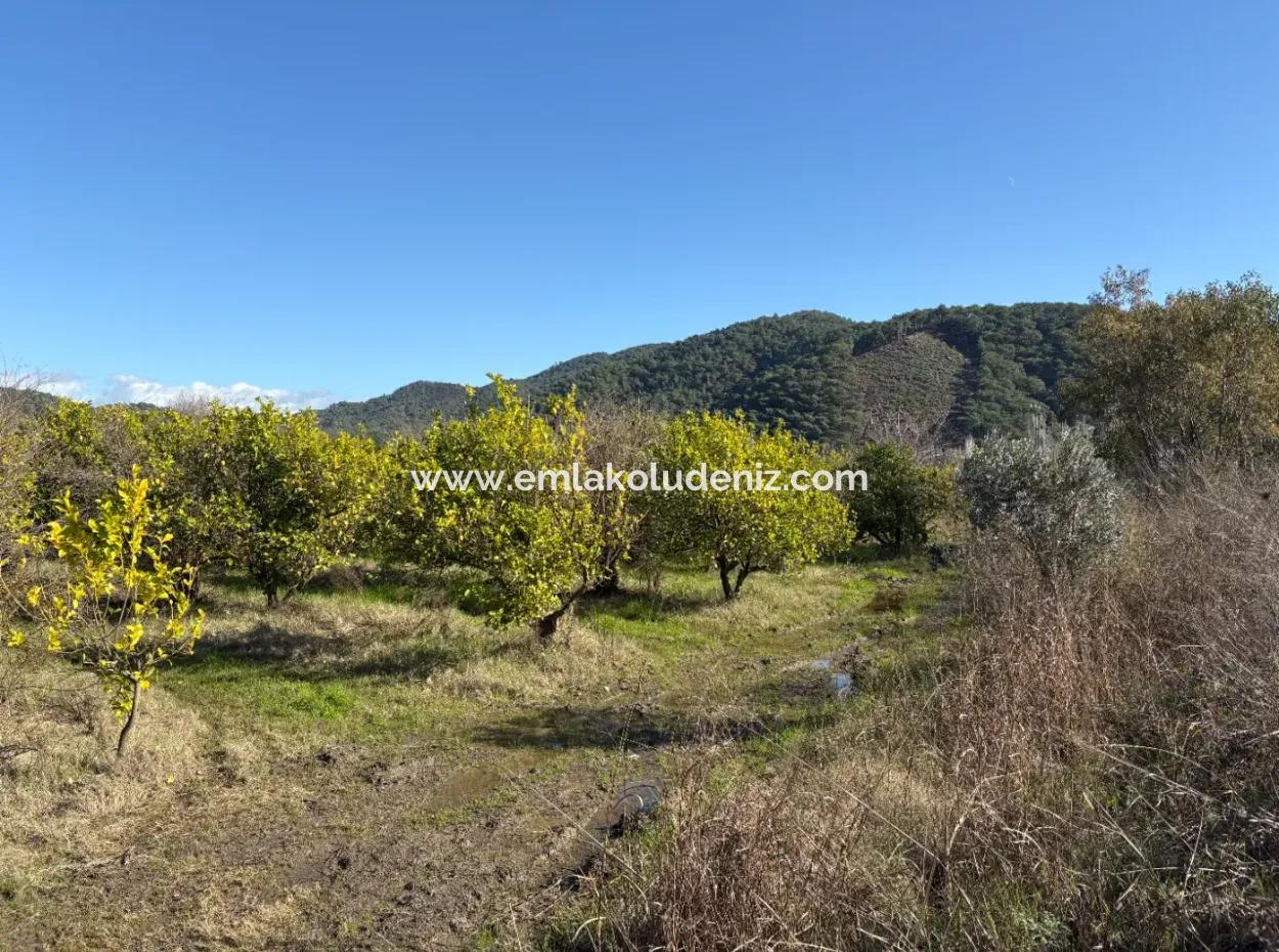 23,000M2 Detached Field Garden For Sale In Tepearasin,